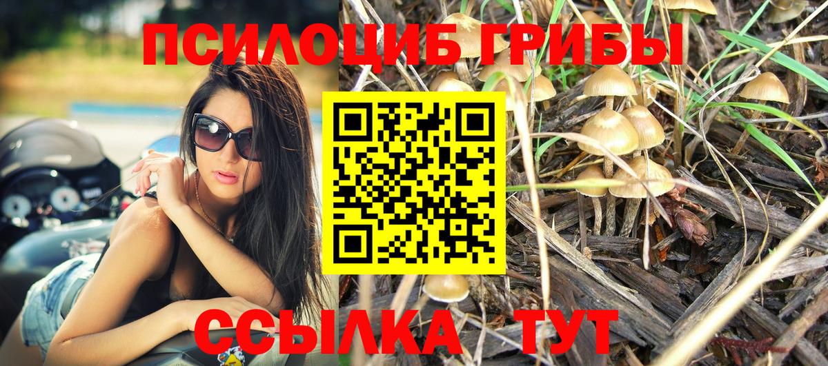 где купить   Вход с VPN  Мыски  Псилоцибиновые грибы Psilocybine cubensis 